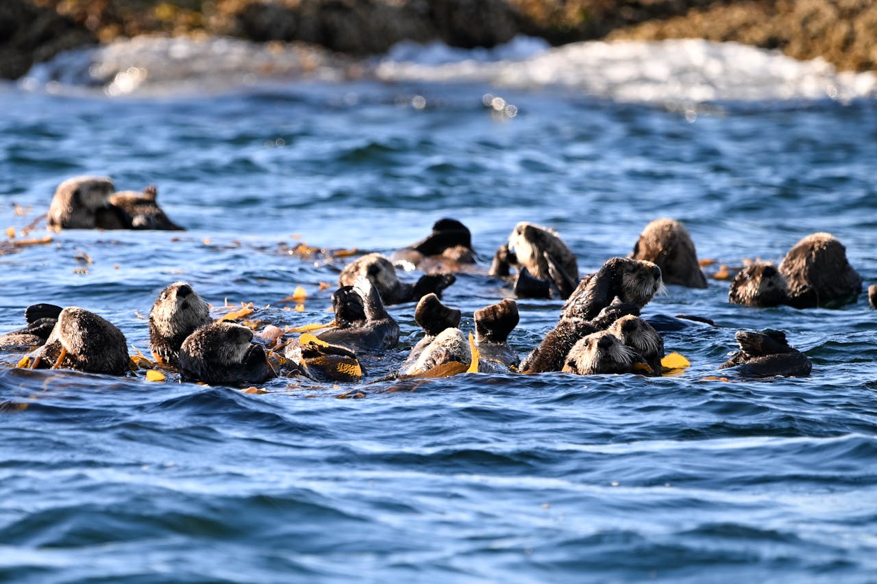 A group of sea otters floating among kelp in the Pacific Ocean off Sitka, Alaska.